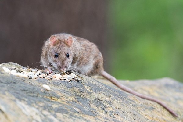 Dératisation à Paris : Comment maîtriser le fléau des rats